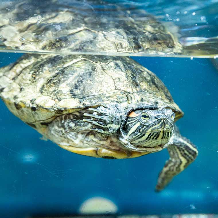 turtle swimming in a tank