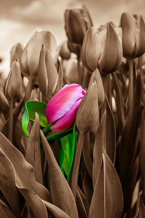 Tulip