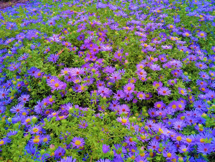 Photograph, Field of flowers