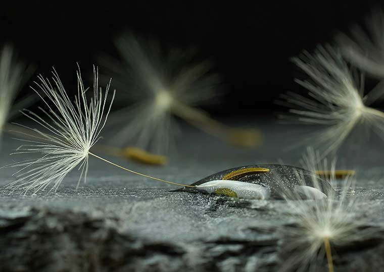 White dandelion seed in close-up photography
