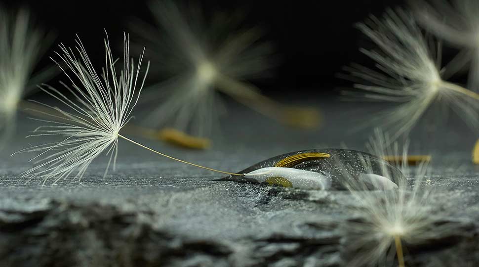 White dandelion seed in close-up photography
