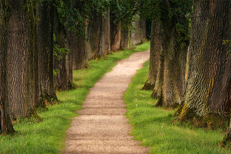 path lined with trees on both sides