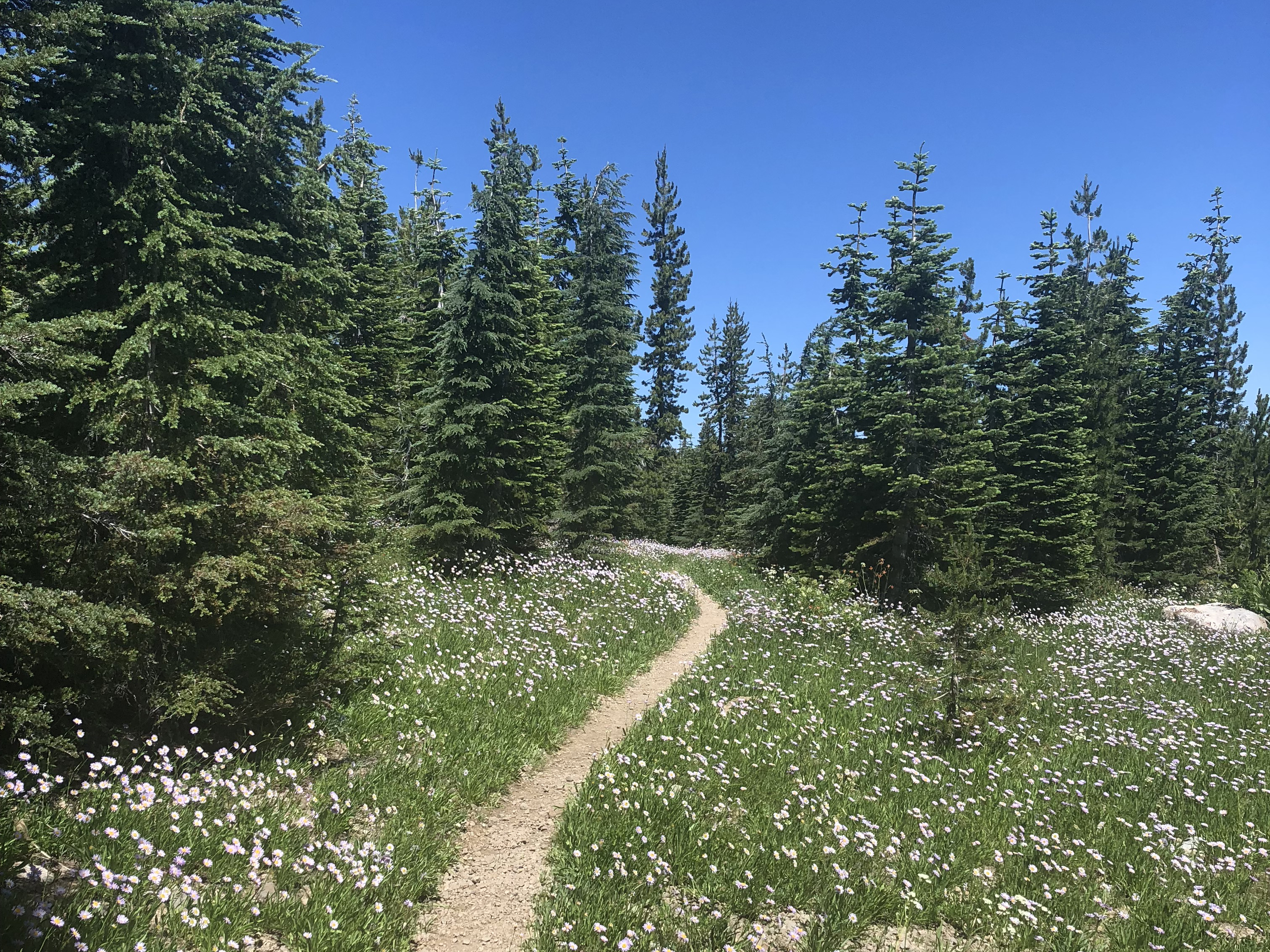 Forest with trail