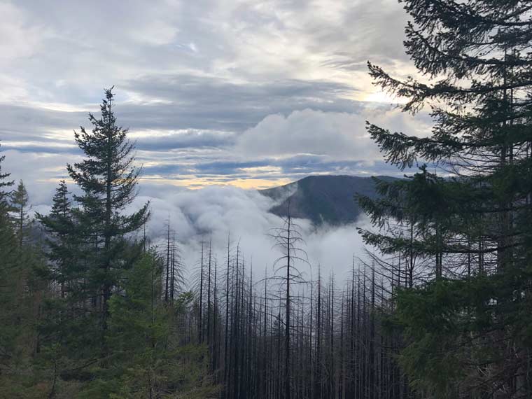 forest mountains and fog