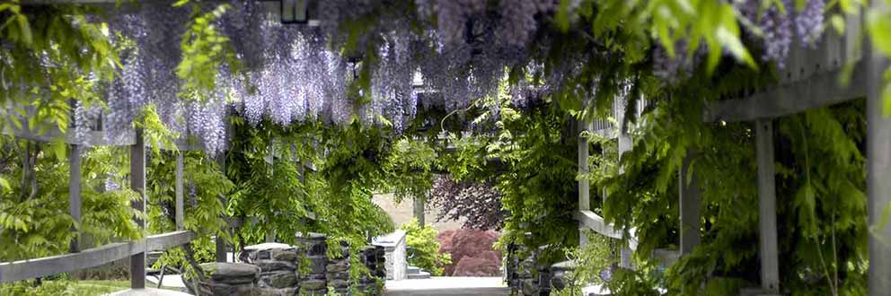 Wisteria arbor