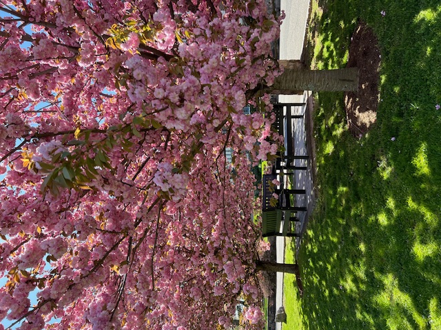 Cherry tree in bloom on the North Lawn