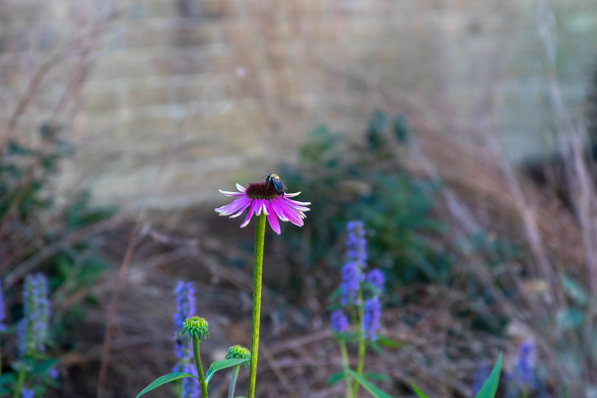 A bee on a flower