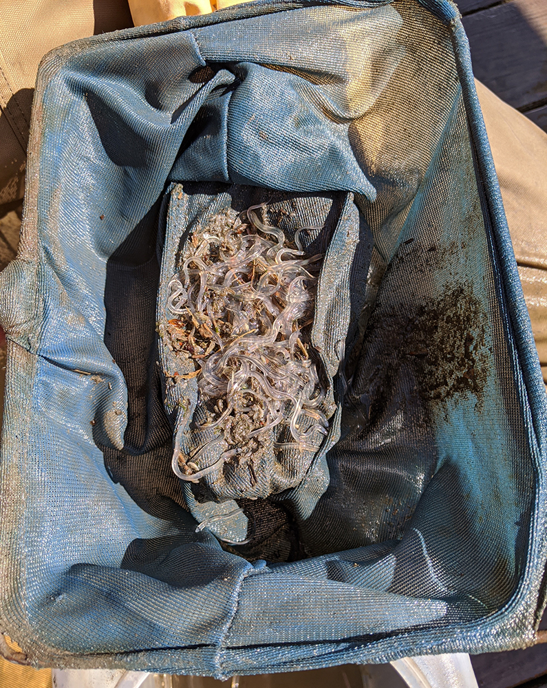 A net filled with glass eels