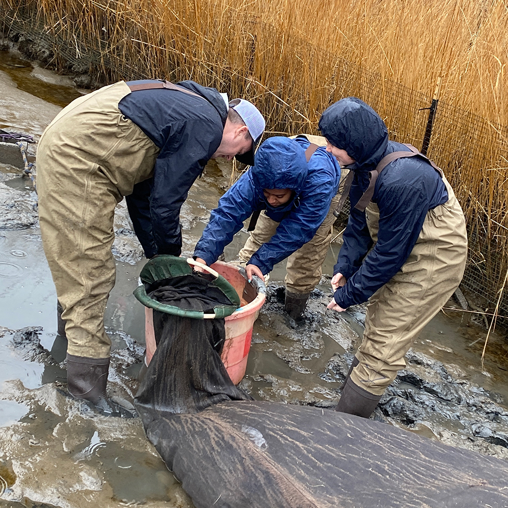 Students and staff working with CURB's fyke net