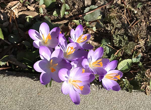 A blooming crocus