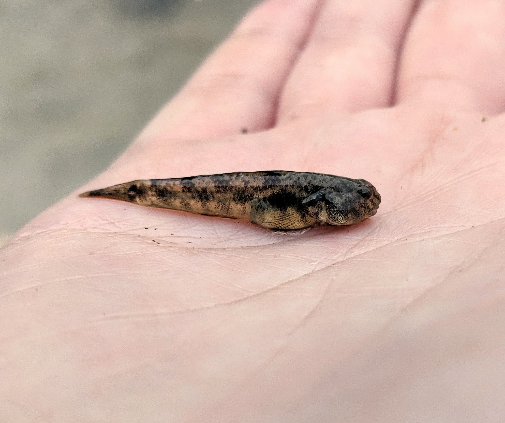 Photo of a lyre goby in someone's hand