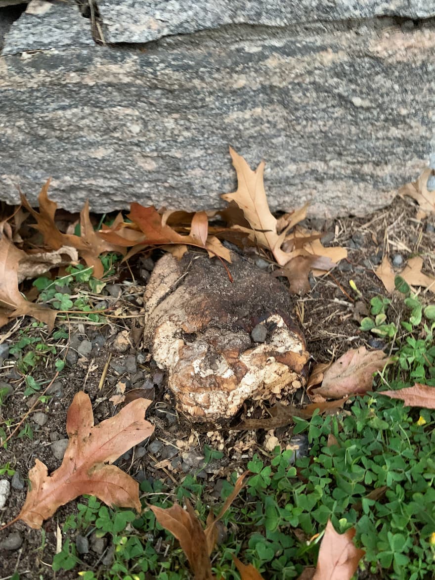 6” x 8” x 6” Wilson Decay 1 on mushroom